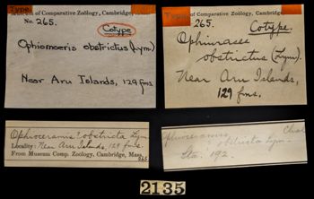 Media type: image;   Invertebrate Zoology OPH-265 Description: Labels for this specimen included in the specimen tray.;  Aspect: labels